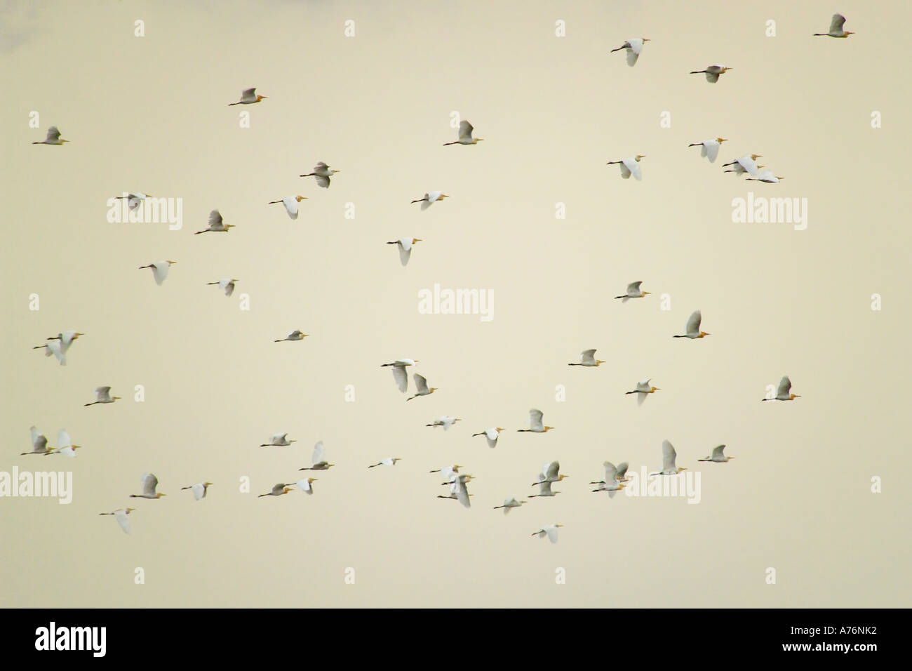 Un gregge di grande garzette (Ardea alba) aka grande bianco o comune garzetta, volare nel cielo. Foto Stock