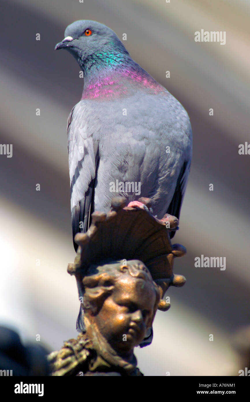 Un solitario selvatici piccioni domestici (Columba livia domestica) arroccato sulla cima di una statuetta in centro città. Foto Stock