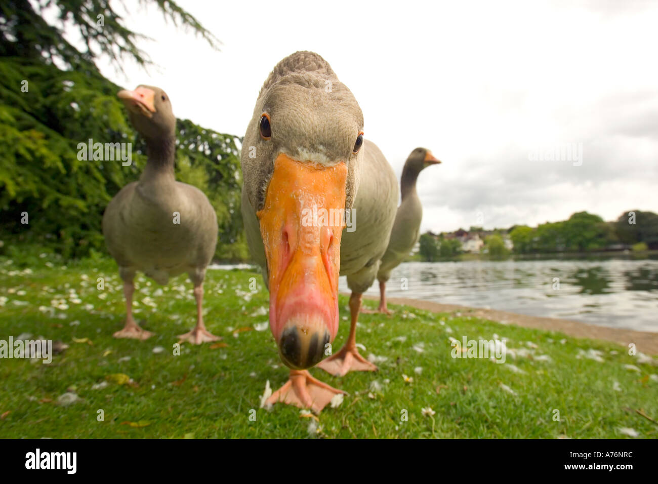 Messa a fuoco ravvicinata, basso ampio angolo di un curioso Graylag Goose (Anser anser) Il peering nella lente della fotocamera. Foto Stock