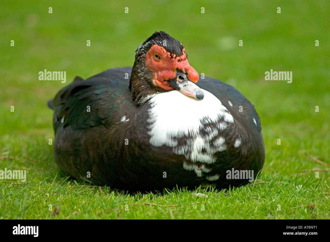 Anatra muta (Cairina moschata) aka d'anatra, seduto sull'erba. Foto Stock