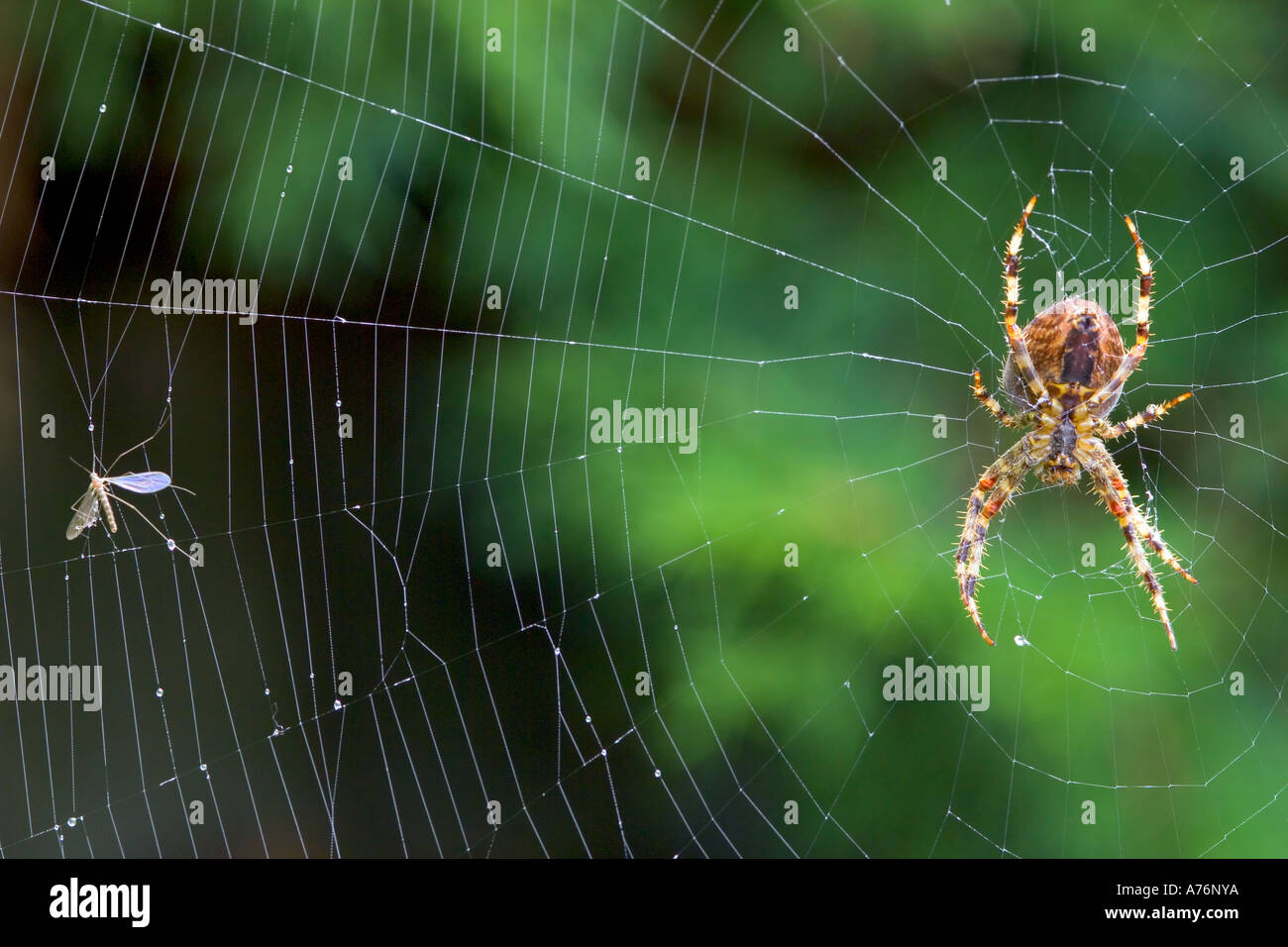 Un grande giardino europeo spider (Araneus diadematus) aka cross spider, nel mezzo del suo orb nastro avendo preso un volo. Foto Stock