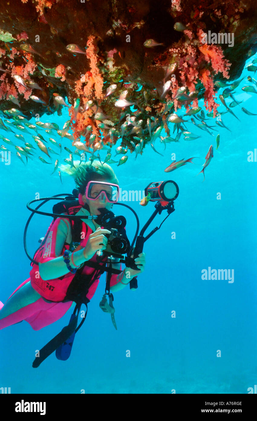 Un fotografo subacqueo con una secca di Glassfish (parapriacanthus guentheri) intorno a una barriera corallina. Foto Stock