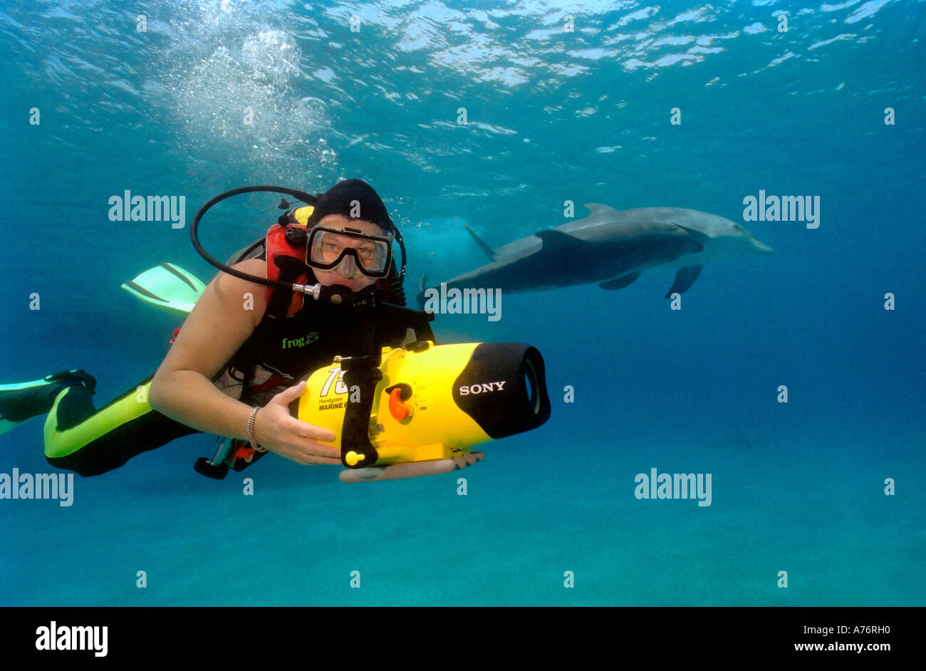 Un cameraman subacqueo al lavoro con due delfini in corso di riproduzione in background. Foto Stock