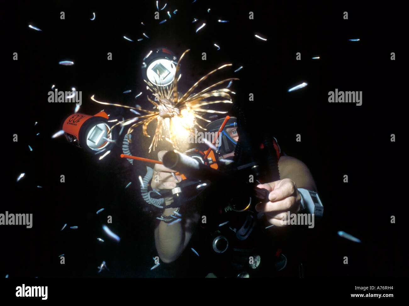Un fotografo subacqueo al lavoro prendendo immagini macro di un pesce leone (pterois volitans) a notte. Foto Stock