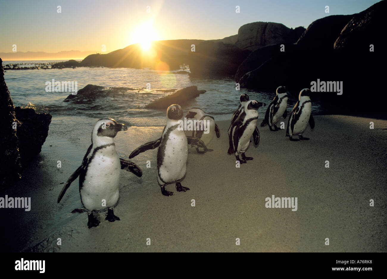 Molti pinguini Jackass (Spheniscus demersus) proveniente dal mare nella luce del mattino. Foto Stock
