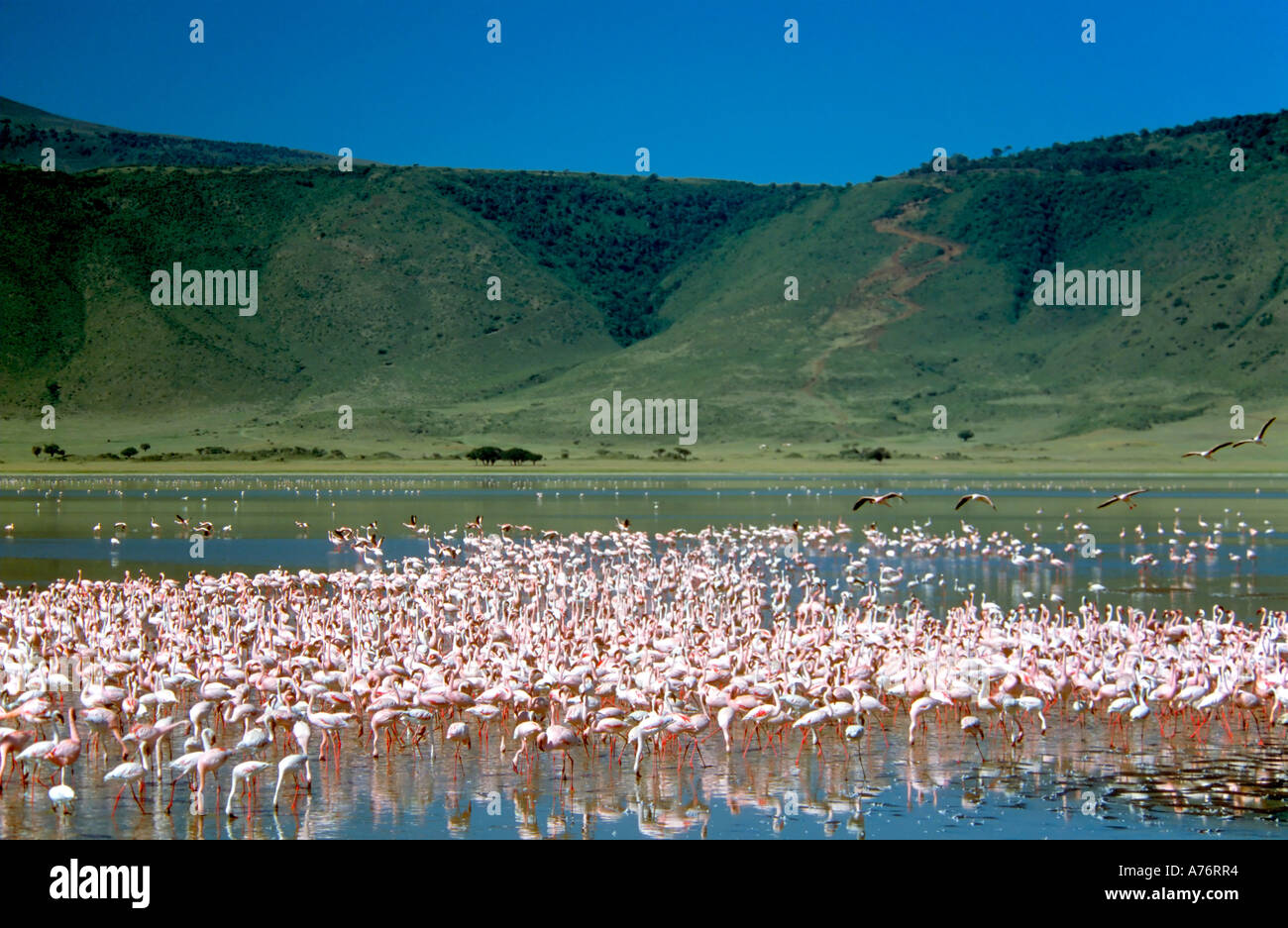 Un ampio angolo di visione di un grande gregge di minore i fenicotteri (Phoenicopterus minor) alimentazione off le alghe in un lago. Foto Stock