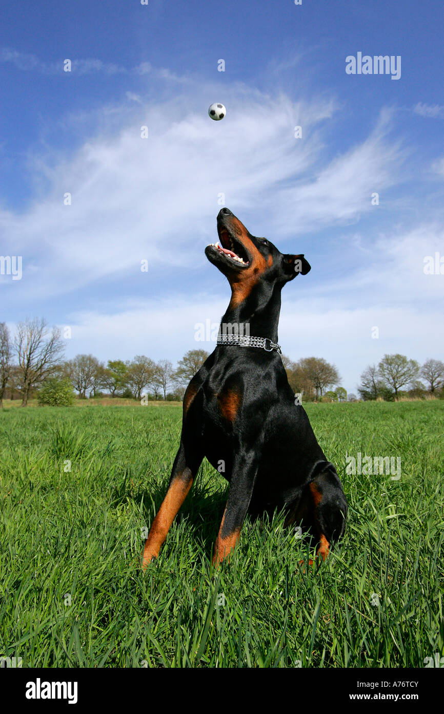 Dobermann guardando un po' flying ball - doberman - maschio - cane domestico Foto Stock