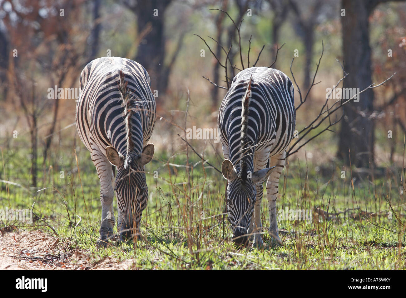 Due zebre pascolano Krueger national park, Sud Africa e Africa Foto Stock