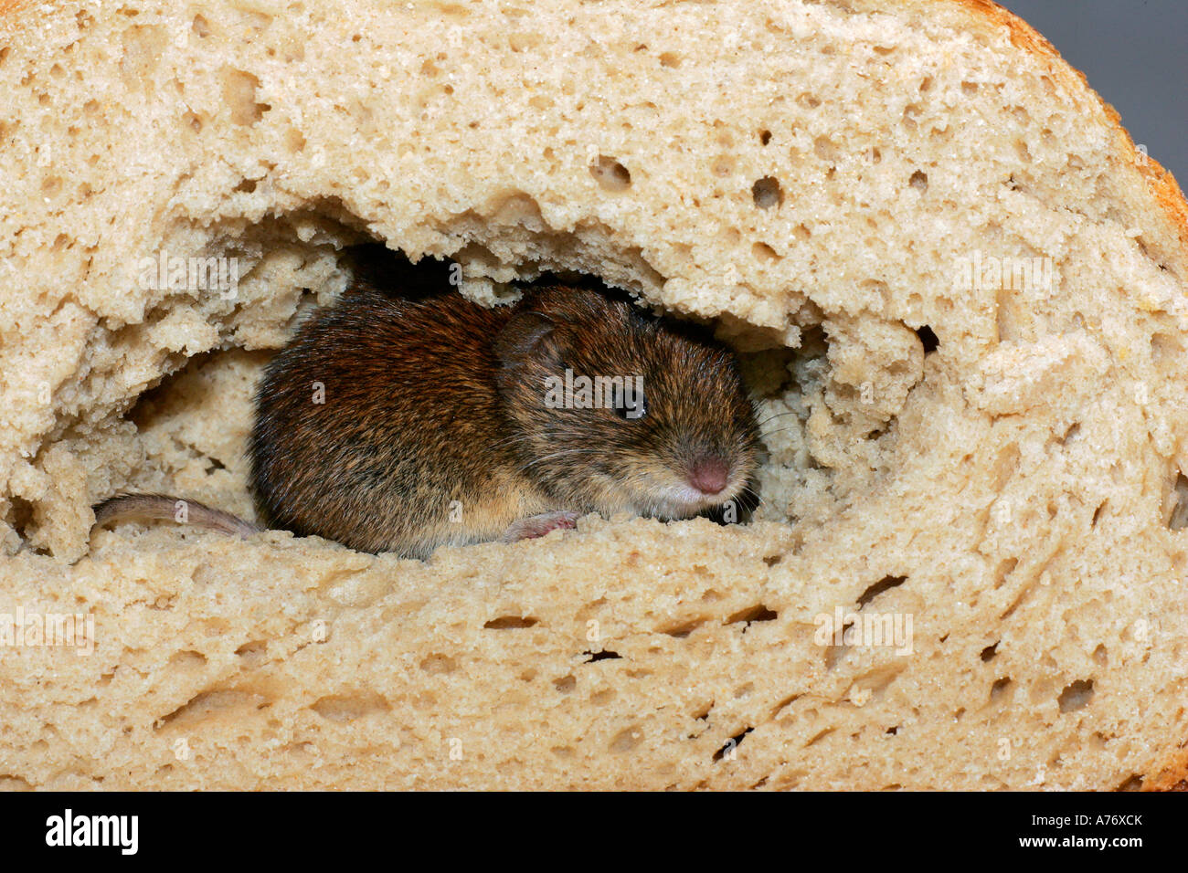 Seduta di topo in un pane Foto Stock