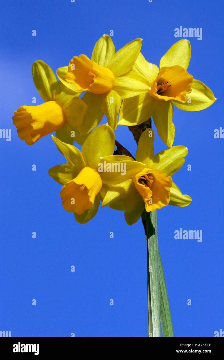 Narcissus Tete a Tete - asini orecchie Tete a Tete (Narcissus cyclamineus Tete a Tete) Foto Stock