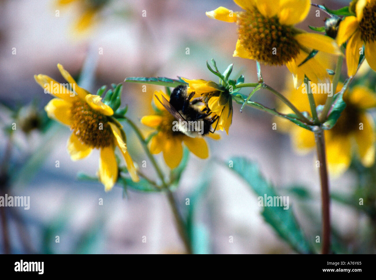 Bumblebee sul piccolo bosco di semi di girasole Foto Stock