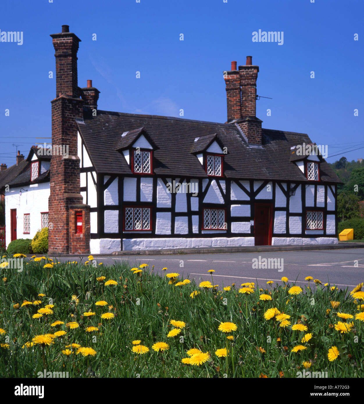 Il tarassaco fuori Smithy Cottage, Beeston, Cheshire, Inghilterra, Regno Unito Foto Stock