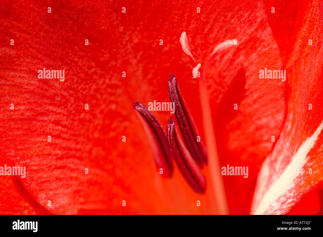 Immagine macro di un vivace colore rosso gladioli stame (Gladiolus aureus). Foto Stock