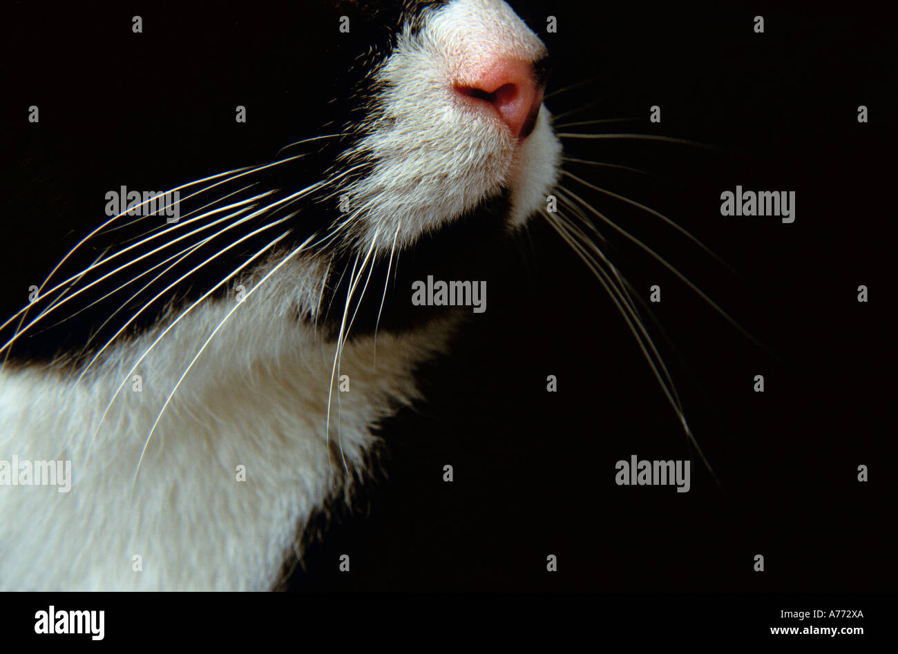 Gola bianca e rosa naso di un gatto domestico. Felix catus. Foto Stock