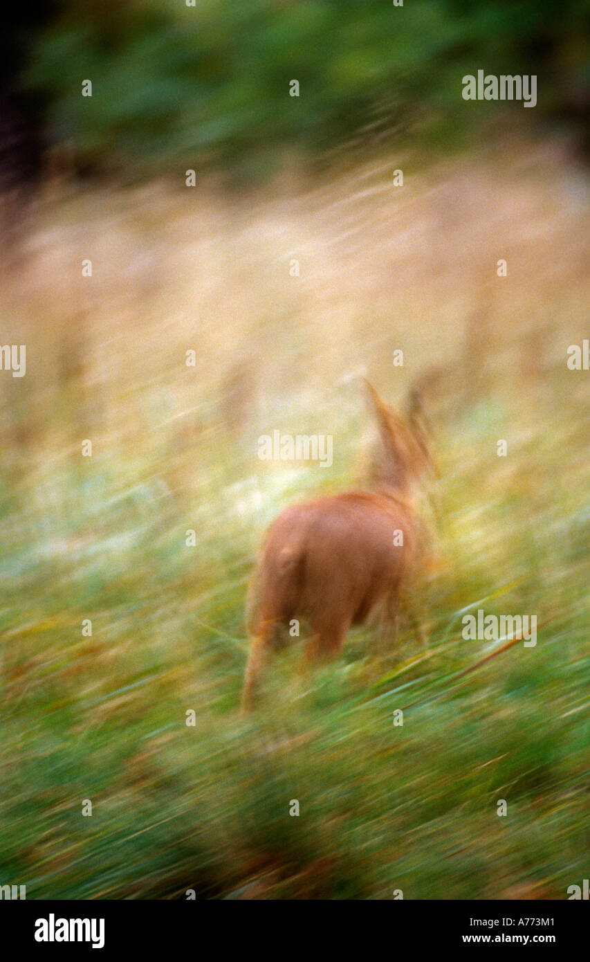 Hydropotes inermis. Acqua cinese di cervo. Bedfordshire, Inghilterra. Foto Stock