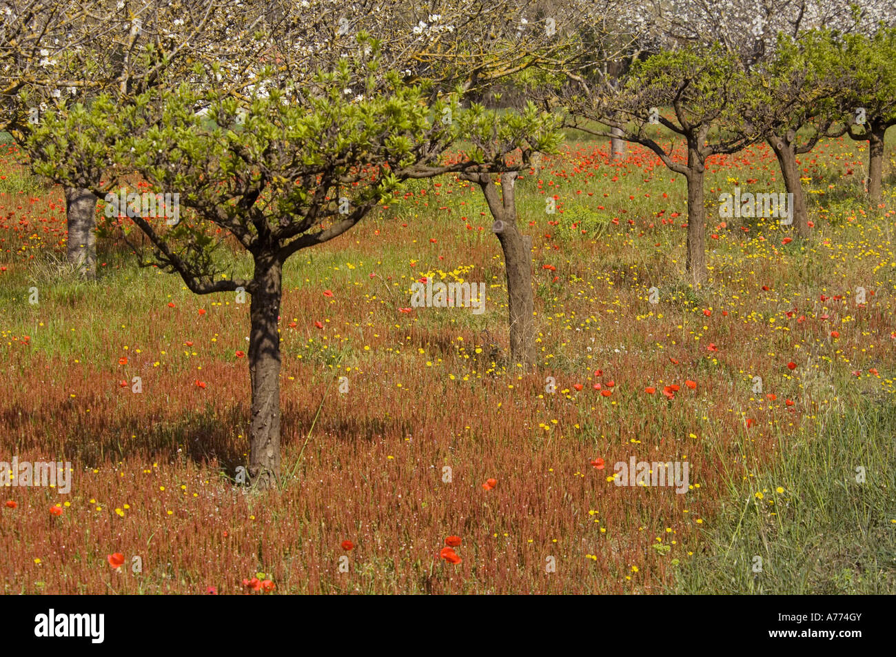 Alberi da frutto e fiori di prato Aiguablava - Costa Brava - Spagna - Europa Foto Stock