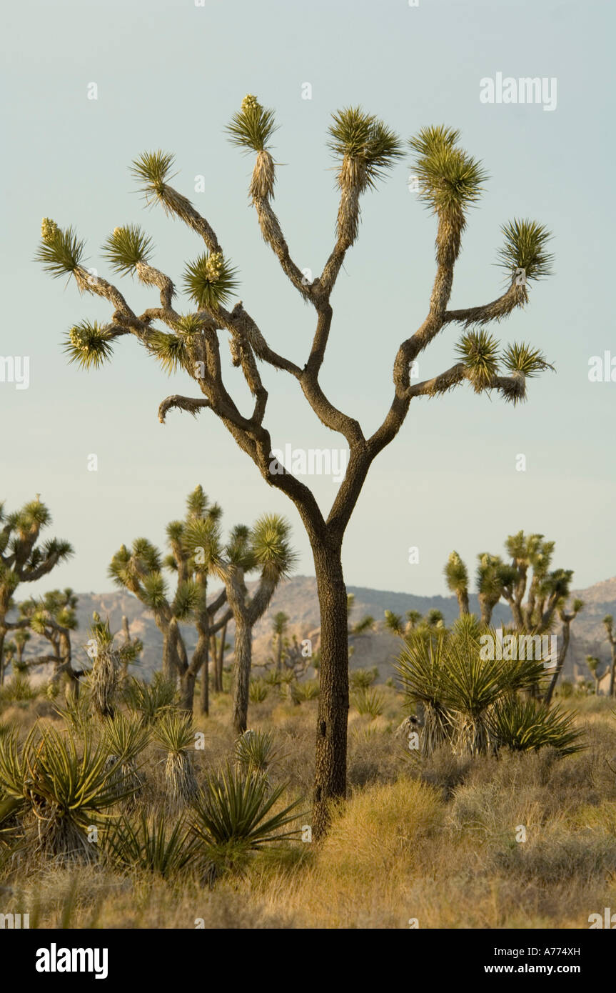 Joshua Tree Yucca brevifolia Joshua Tree National Park - California - USA Foto Stock