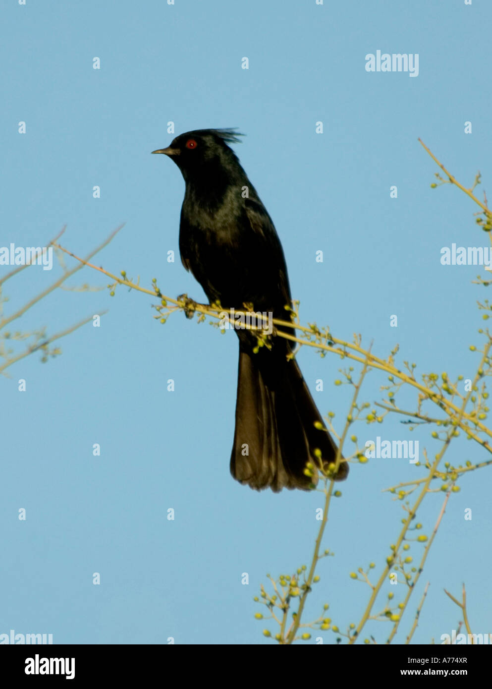 Phainopepla Phainopepla nitens Phoenix in Arizona, Stati Uniti d'America Foto Stock