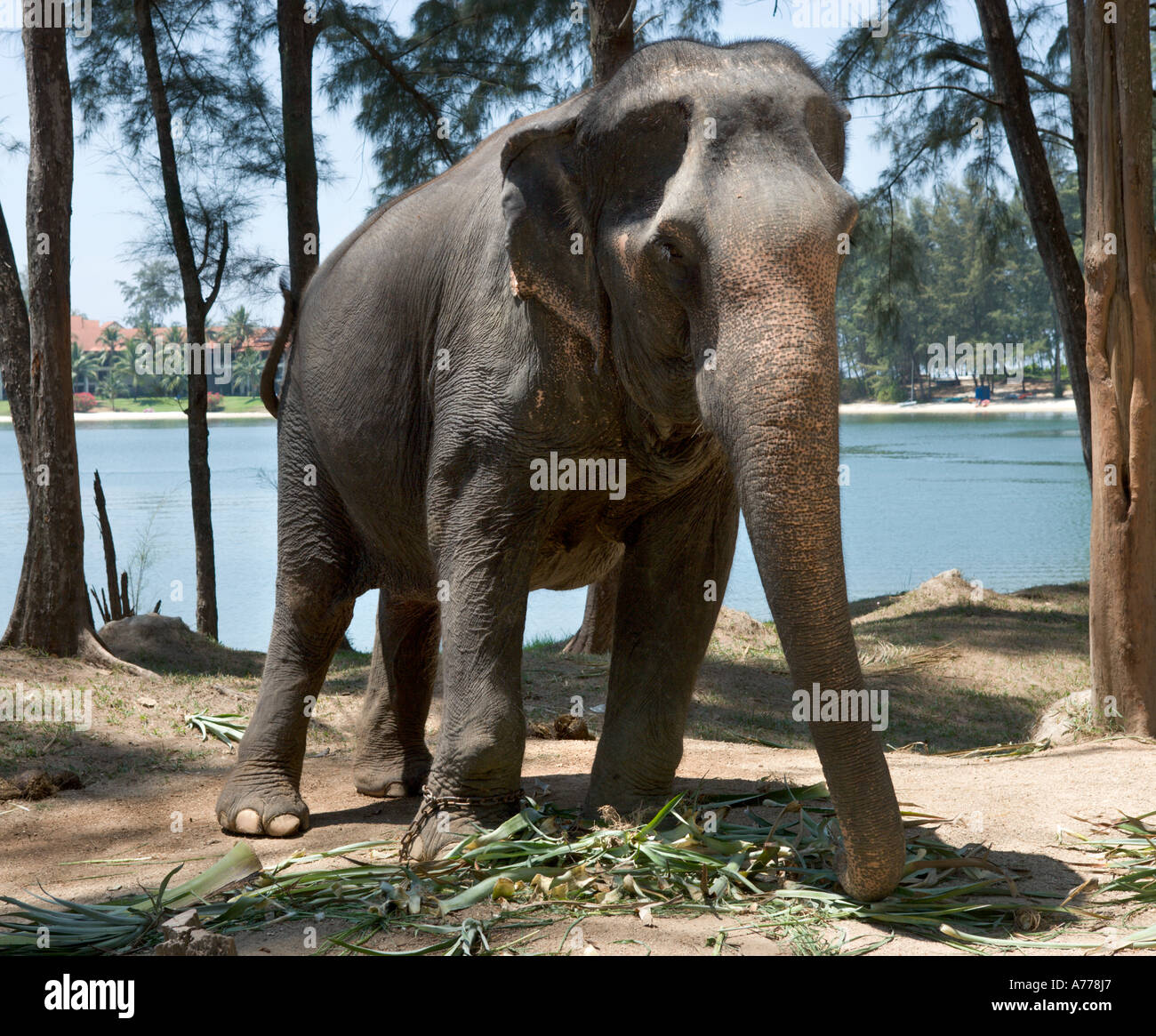 Elefante asiatico utilizzato in corse di elefanti, Bang Tao Beach, Phuket Thailandia Foto Stock