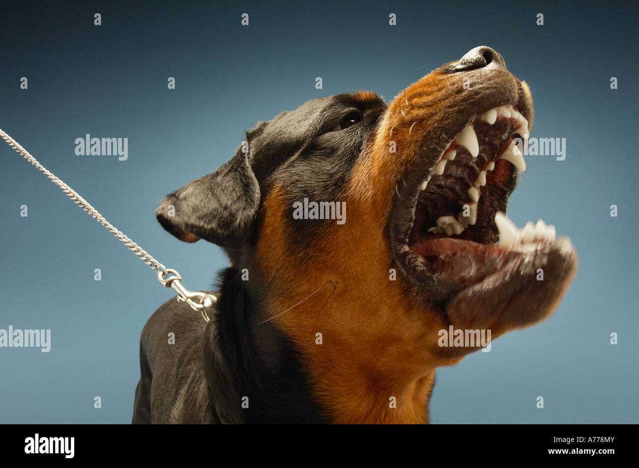 Angry Rottweiler su sfondo blu Foto Stock