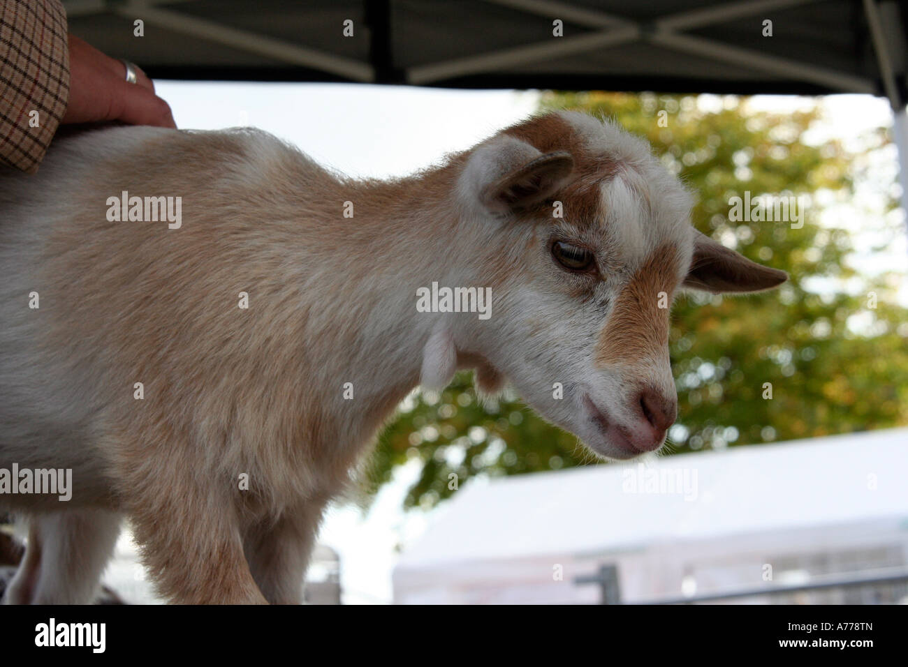 Baby kid capre presso la fattoria degli animali detenuti presso la rhs autunno flower show a Malvern WORCESTERSHIRE REGNO UNITO 06 Foto Stock