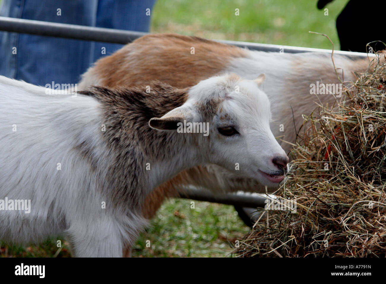 Baby kid capre mangia fieno presso la fattoria degli animali detenuti presso la rhs autunno flower show a Malvern WORCESTERSHIRE REGNO UNITO 06 Foto Stock