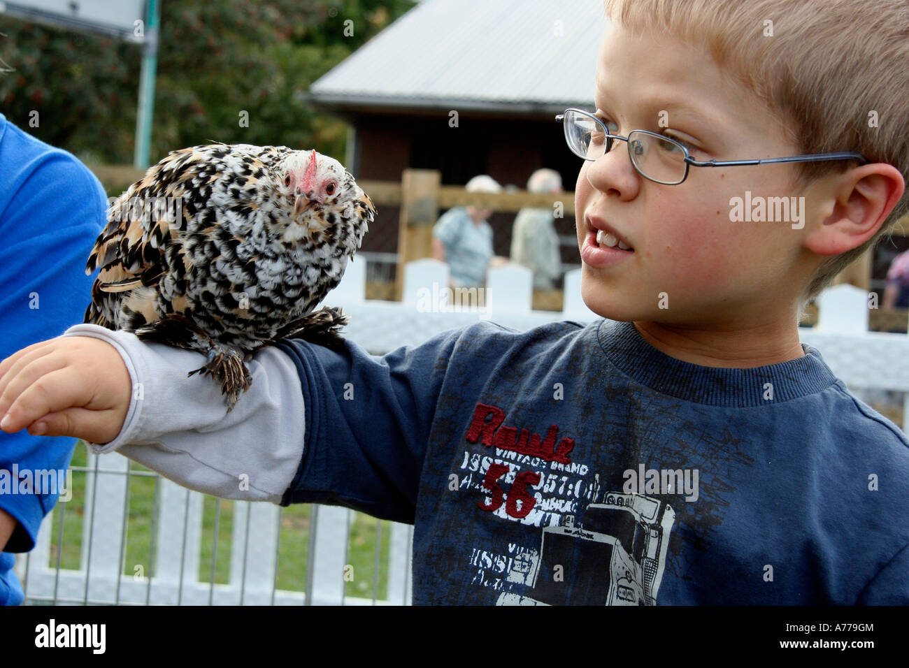 Pulcino punteggiate di essere amato da un giovane uomo nella fattoria di famiglia in autunno rhs malvern flower show worcestersire Regno Unito 06 Foto Stock