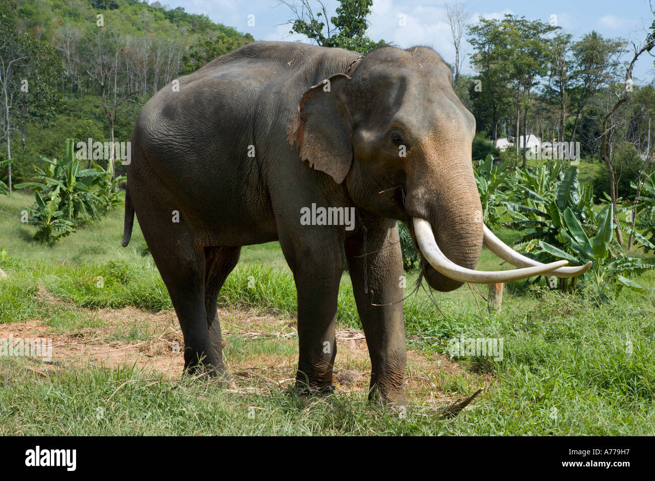 Elefante asiatico in Khao Lak, Phang Nga, Thailandia Foto Stock
