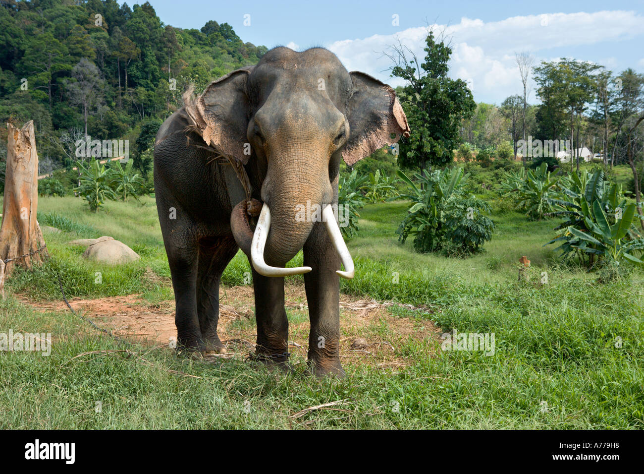 Elefante asiatico in Khao Lak, Phang Nga, Thailandia Foto Stock