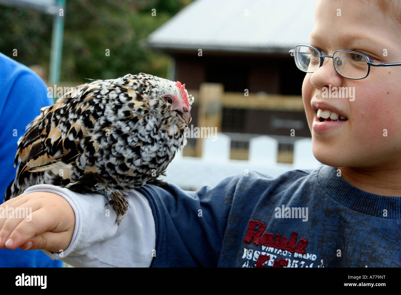 Pulcino punteggiate di essere amato da un giovane uomo nella fattoria di famiglia in autunno rhs malvern flower show worcestersire Regno Unito 06 Foto Stock