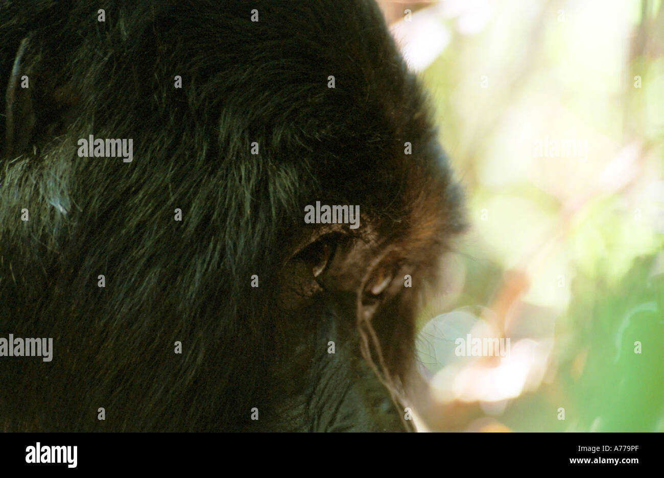 Vicino la vista laterale di un gorilla di montagna (Gorilla berengei berengei) la testa e gli occhi. Foto Stock