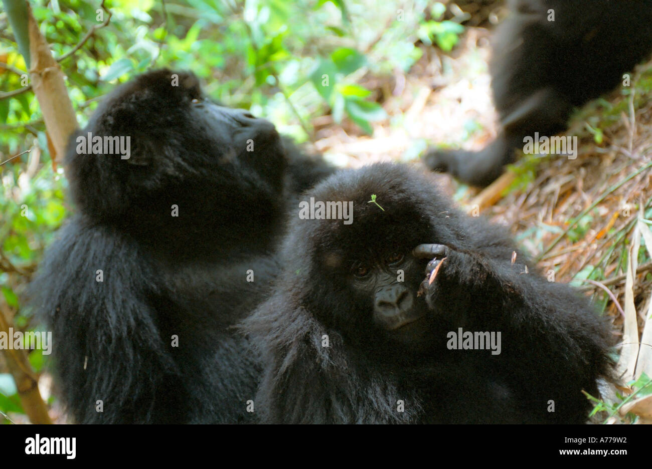 Un ritratto di due femmina i gorilla di montagna (Gorilla berengei berengei) nel loro habitat naturale. Foto Stock