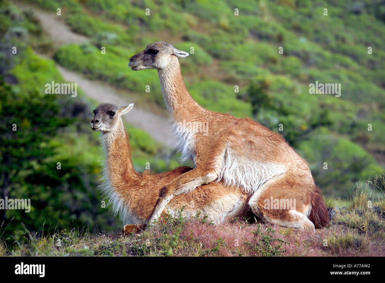 Una coppia di guanaco (Lama guanicoe) coniugata ignaro turista 'audiance'. Foto Stock