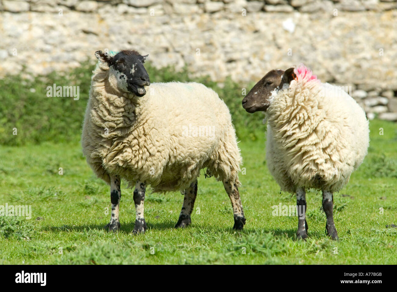 Due neri di fronte suffolk pecore in un campo con uno di loro belati. Foto Stock