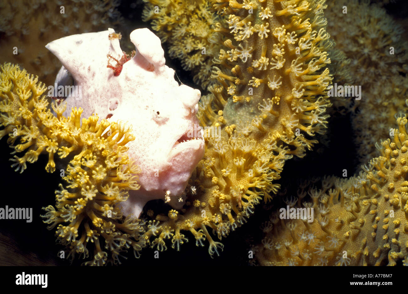 Una Rana pescatrice bianco (commerson antennarius) tra soft coral. Foto Stock