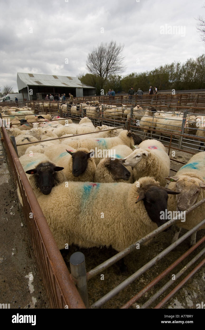 Gli agricoltori guardando il bestiame al Crymych mercato ovini Pembrokeshire wales cymru REGNO UNITO Foto Stock