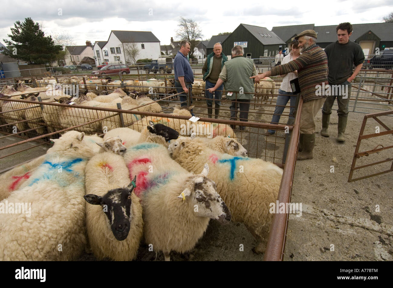 Gli agricoltori guardando il bestiame al Crymych mercato ovini Pembrokeshire wales cymru Foto Stock