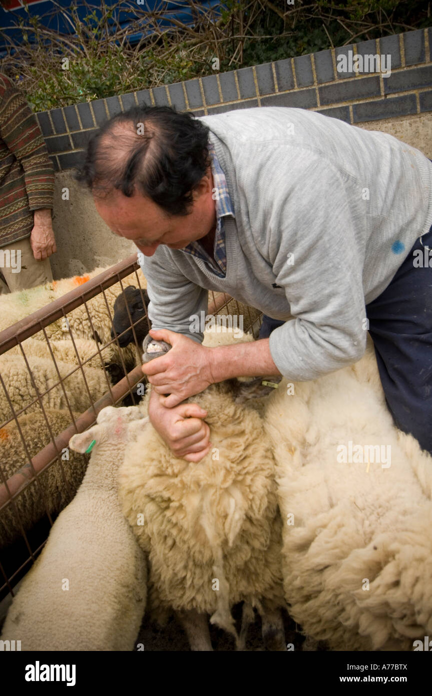 Agricoltore verificare l'età di una pecora guardando i denti Crymych mercato ovini Pembrokeshire wales cymru Foto Stock