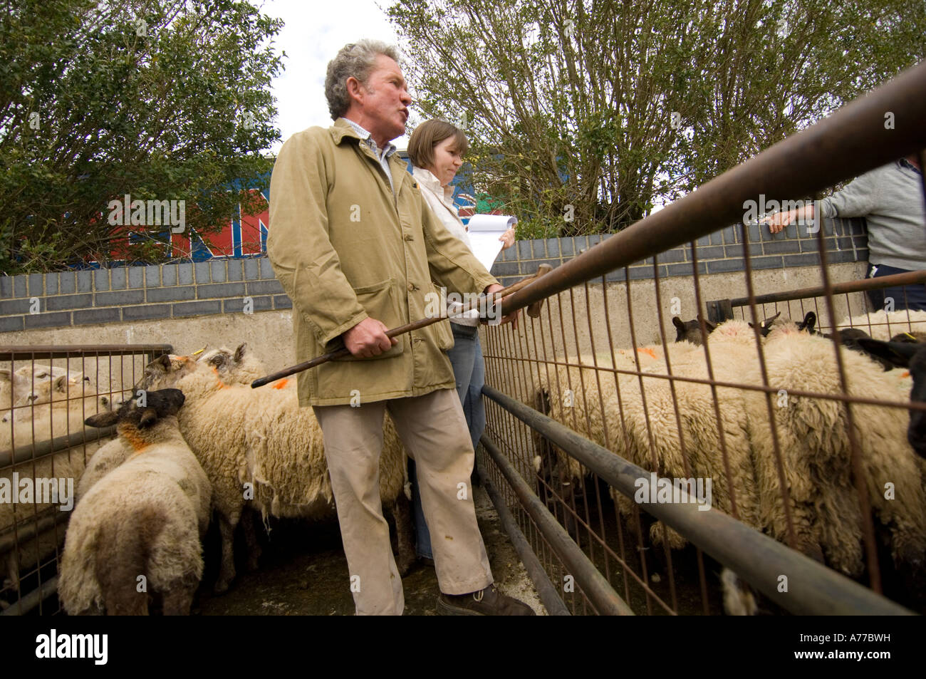 Banditore e assistente alla vendita di bestiame al Crymych mercato ovini Pembrokeshire wales cymru REGNO UNITO Foto Stock