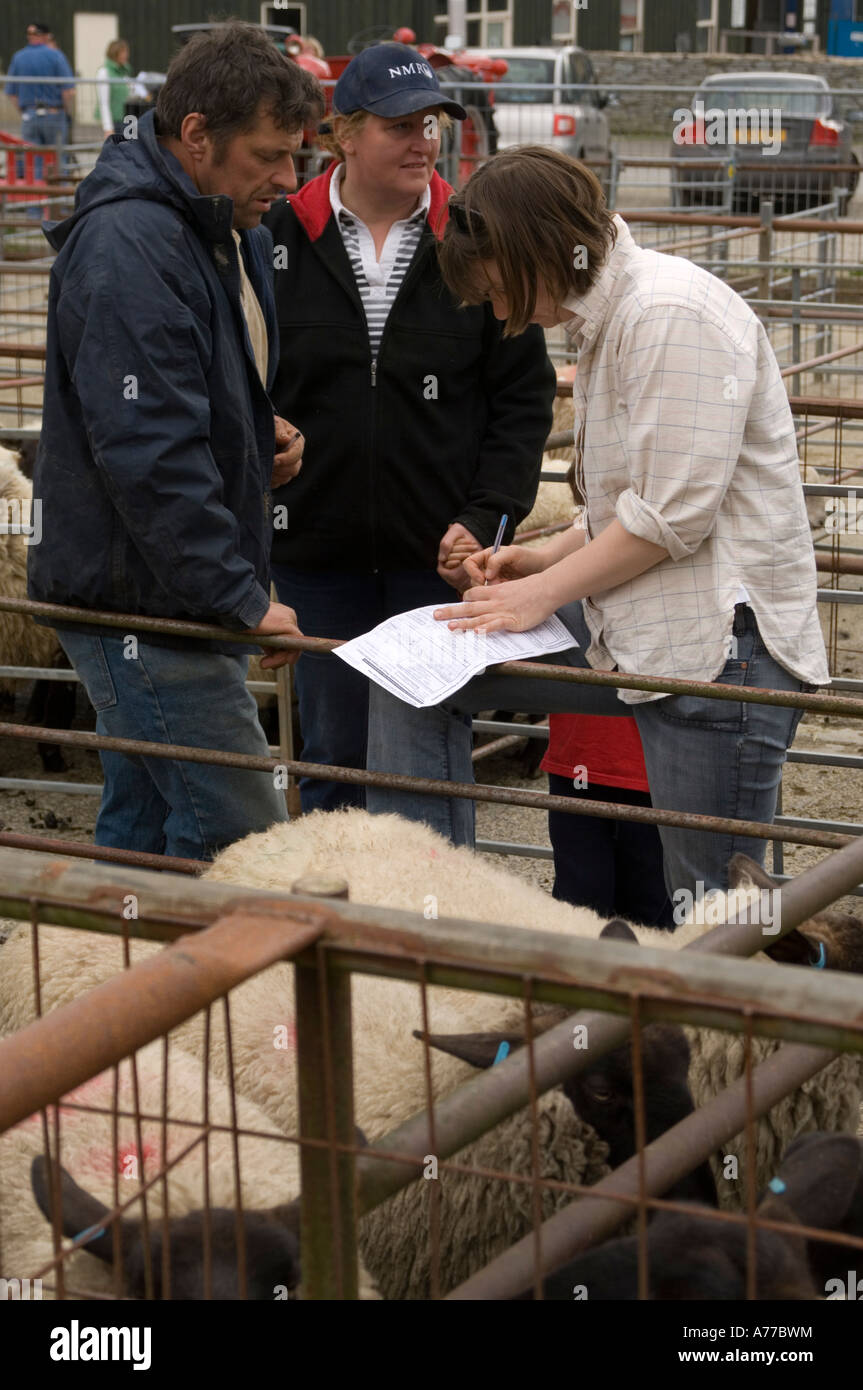 Crymych mercato ovini Pembrokeshire wales cymru - donna prendendo i dettagli di agricoltori che hanno acquistato un lotto di pecore e agnelli Foto Stock