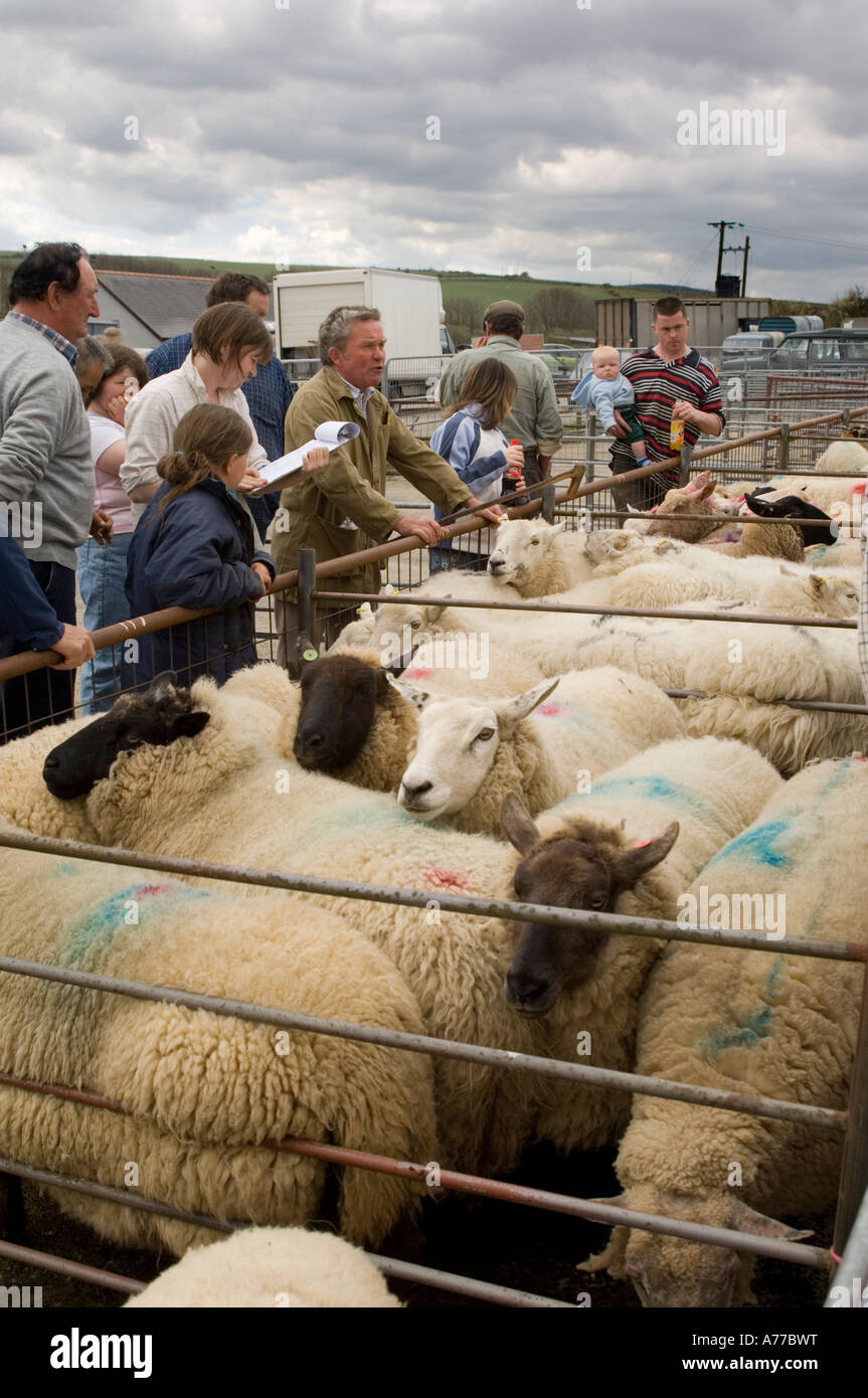Gli agricoltori guardando il bestiame e l'acquisto di ovini a Crymych mercato ovini Pembrokeshire wales cymru REGNO UNITO Foto Stock