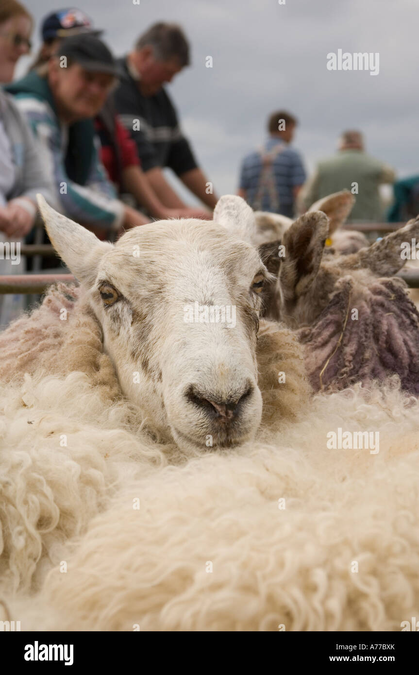 Gli agricoltori guardando le pecore in una penna, prima di decidere di acquistare o non, Crymych mercato ovini Pembrokeshire wales cymru Foto Stock