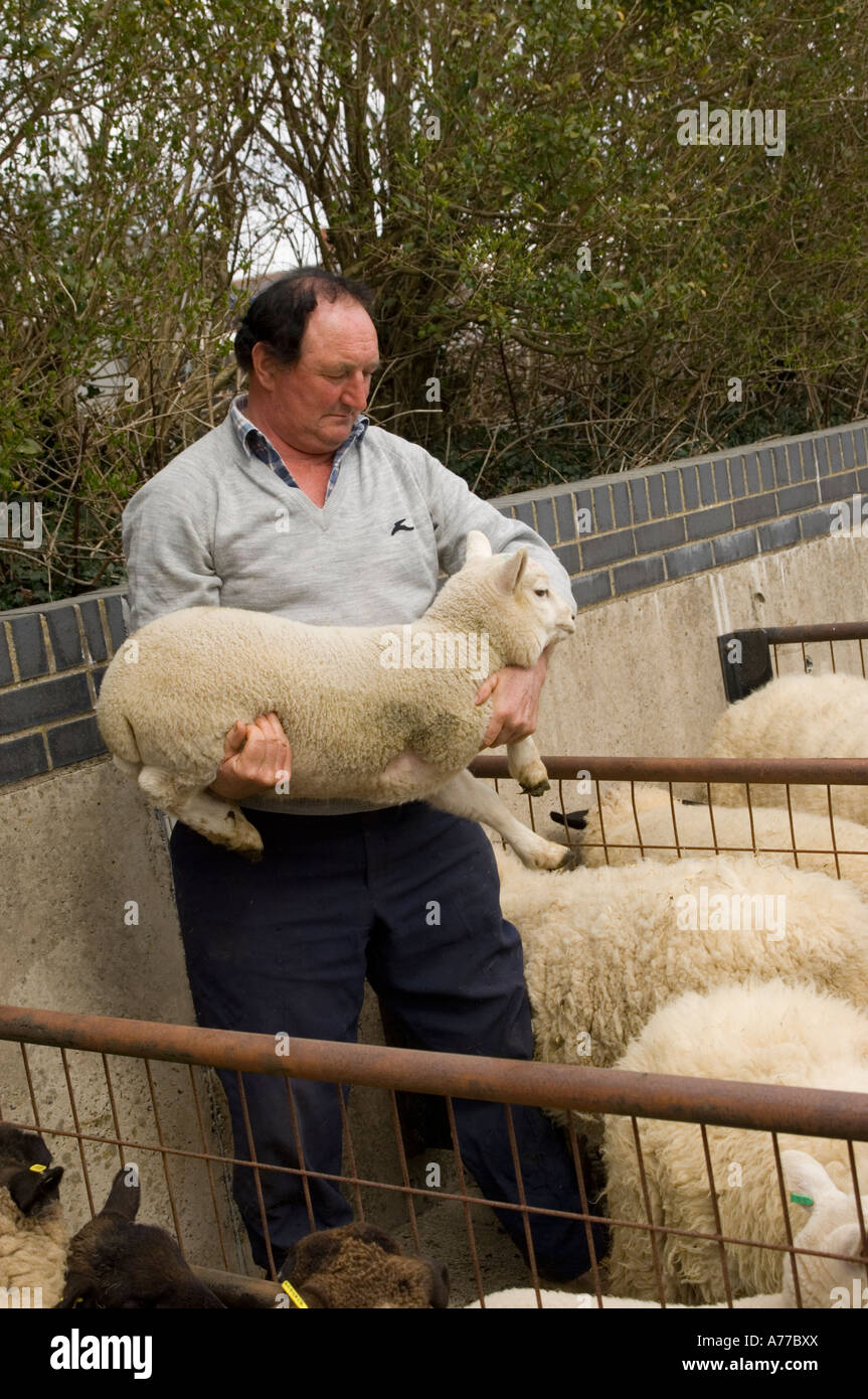 L'agricoltore che detiene un agnello guardando il bestiame al Crymych mercato ovini Pembrokeshire wales cymru REGNO UNITO Foto Stock