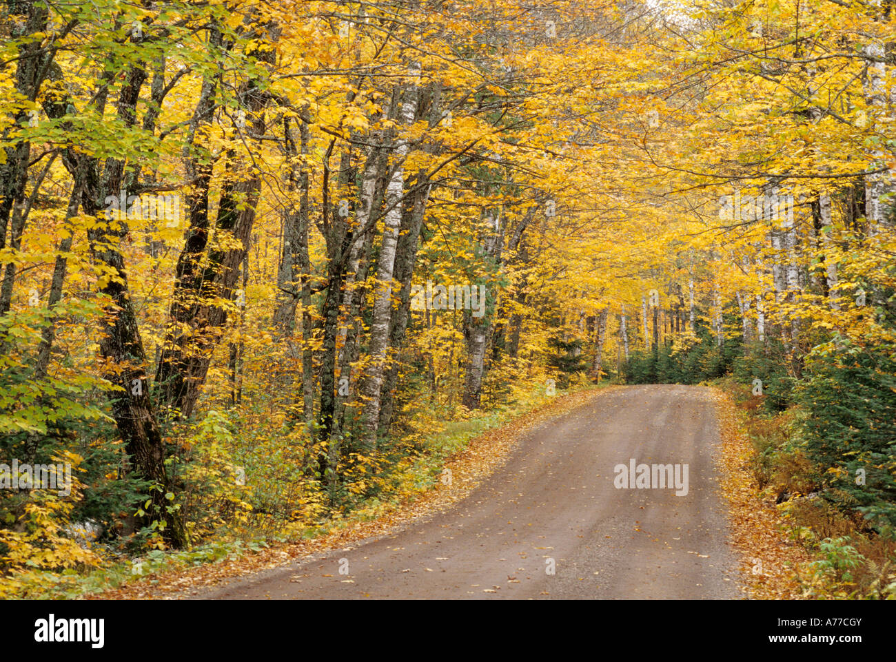 La strada attraverso boschi di caduta. SUPERIOR foresta nazionale, N. E. MINNESOTA ARROWHEAD REGIONE. Foto Stock