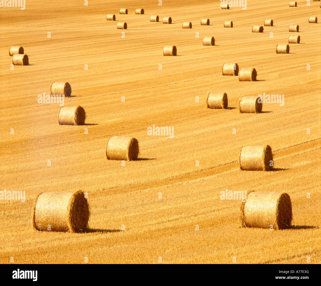 Round le balle di paglia in un campo vicino a Newburgh Fife Scozia Scotland Foto Stock