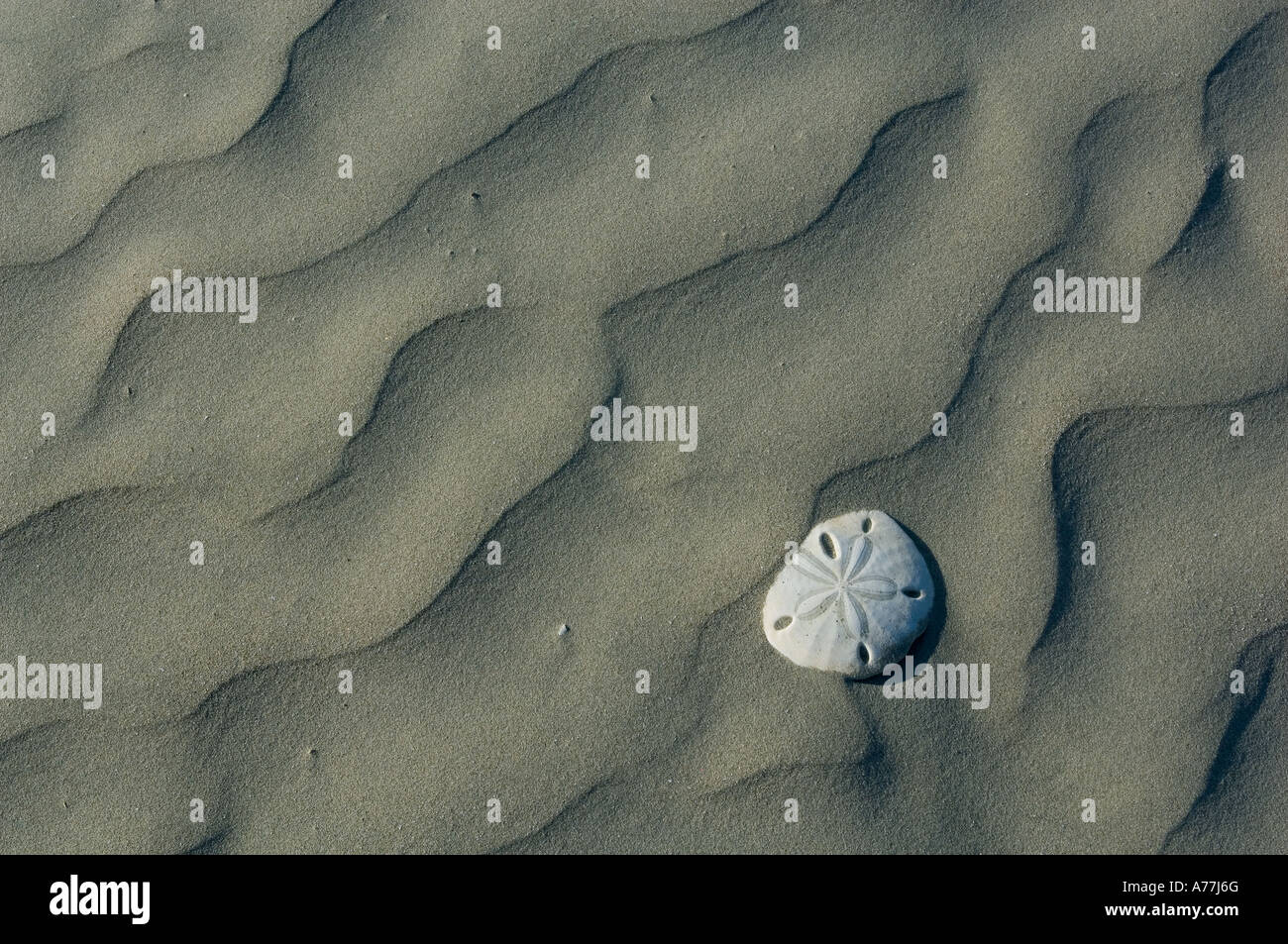 Messico Baja California Isla Magdalena Magdalena Bay dune di sabbia, Sand Dollar Foto Stock