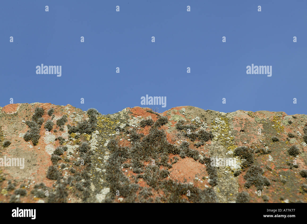 Parte superiore del vecchio muro di mattoni compresi Inglese tradizionale con moss Foto Stock