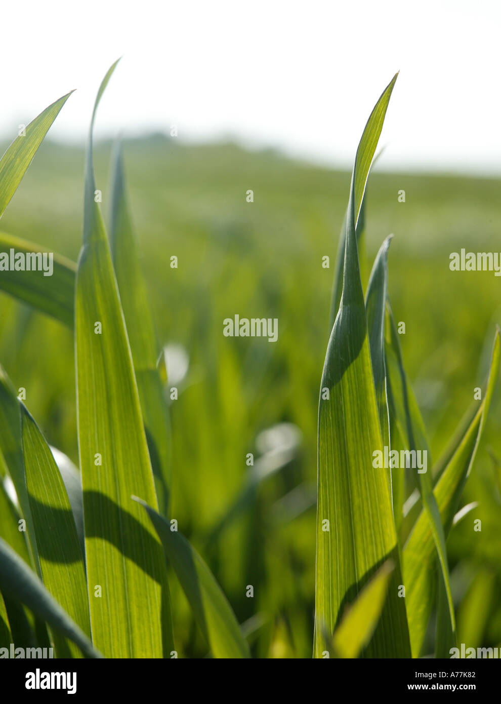 Dettaglio dei prodotti agricoli il grano in feild con paesaggio rurale in distanza generica immagine dell'agricoltura europea Foto Stock