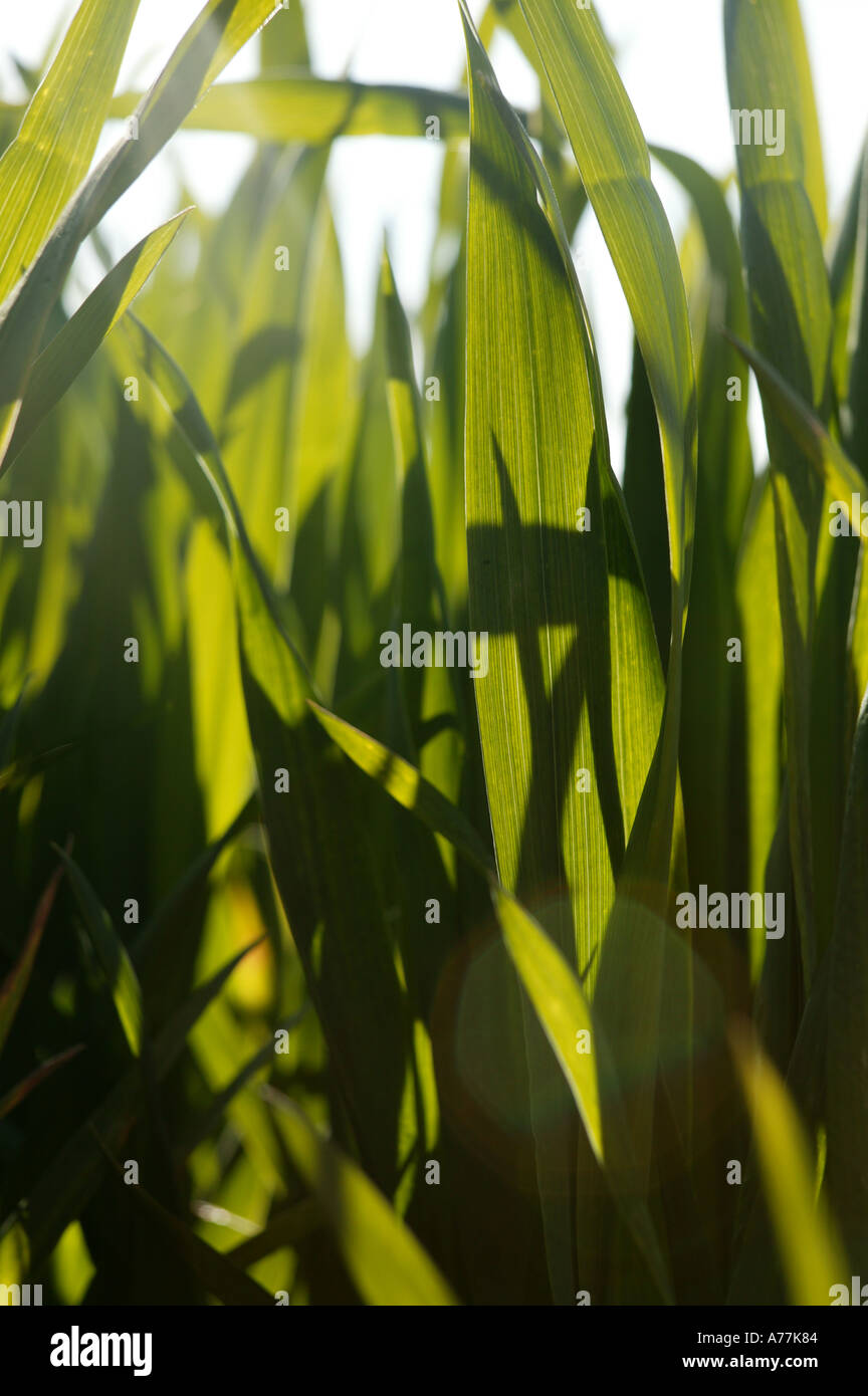 Dettaglio di agricola il raccolto di grano in crescita in feild generico dell'agricoltura europea Foto Stock