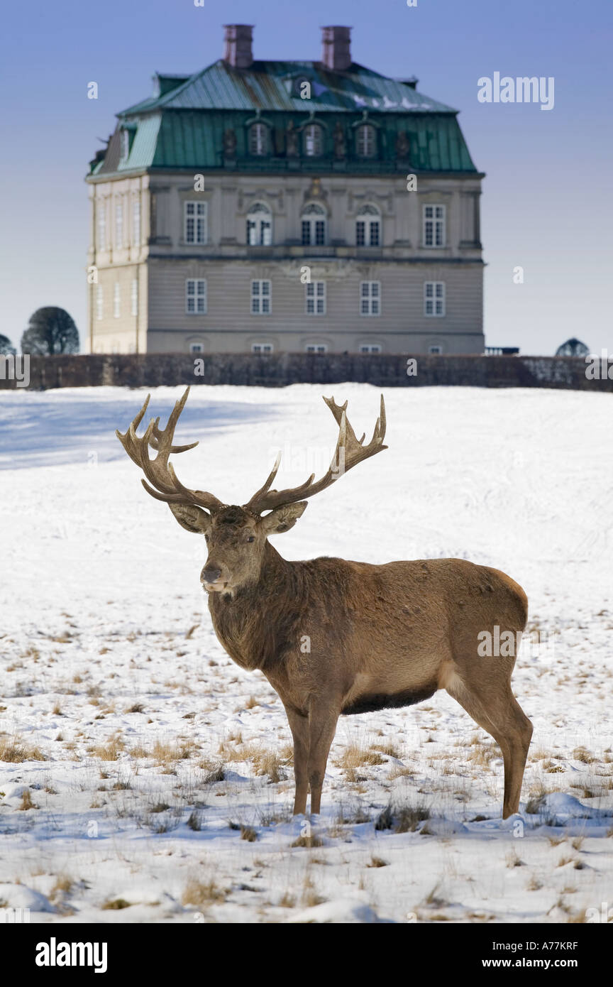 Red Deer in caso di neve Foto Stock